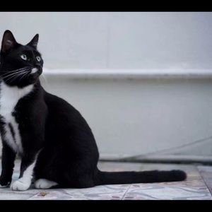 Meet your Posher, Tiancheng